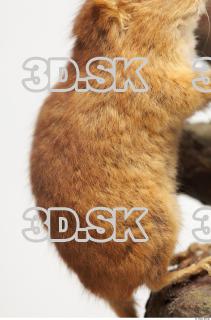 Hazel Dormouse - Muscardinus avellanarius 0014